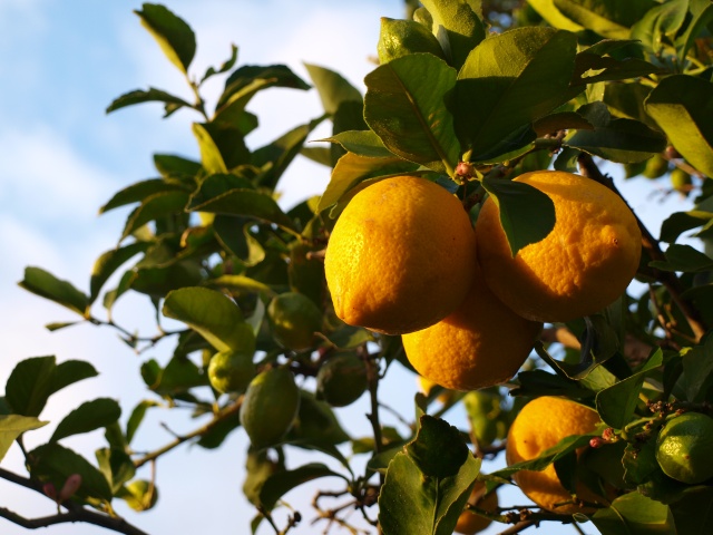 Lemons aglow in the dawn. A cluster of ripe fruit to the front, unripe green fruit above and to the left, and new flowerbuds scattered here and there.