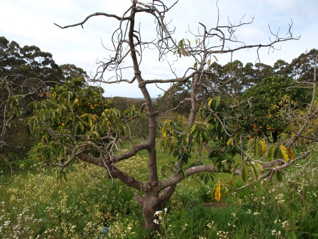 A mostly bare-branched, scraggly avocado tree spurts out in several directions from a bulby and warty low trunk. The few leaves present are on lower branches and closer to the trunk. Around the tree, weeds grow prolifically and green.