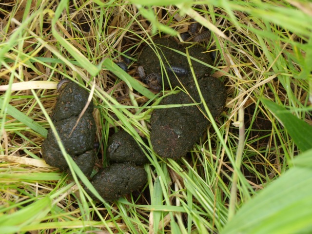 A pile of kangaroo scat lies in a rough circle on green weeds and grass. Some of the scat is being eaten by a coterie of slaters.