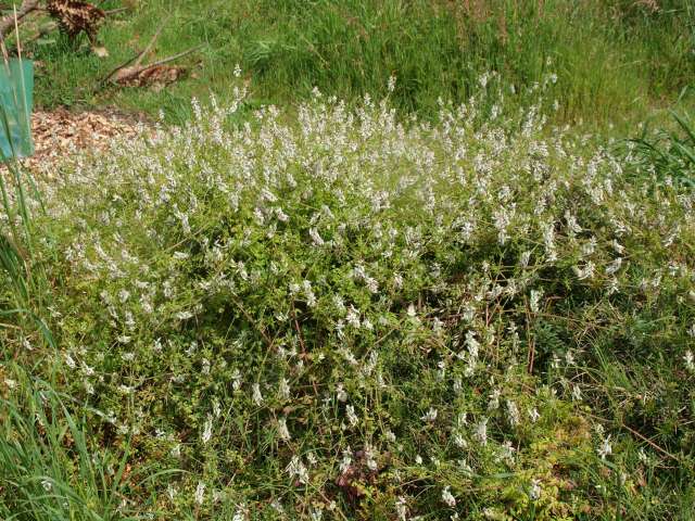 A mound of weeds. Seen from a few metres back, the fumitory flowers do cover the mound like earth smoke.