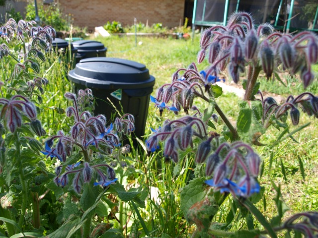Blue borage flowers hang down in the foreground. Seen behind them, three black 60 litre lidded bins sit in a line leading away.