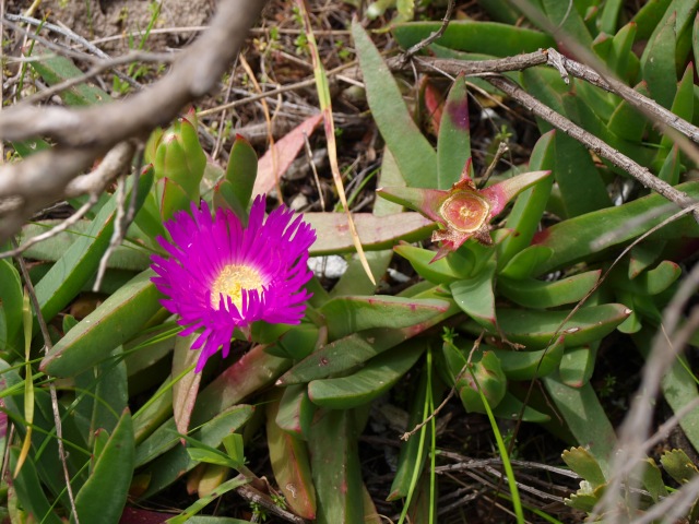 A bright pink fringed flower about two inches across with a yellow centre. Thick triangular-cross-section succulent leaves. An old flower to the right that is beginning to form into an oddly geometric fruit.