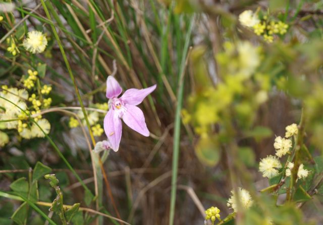 A five-petalled star-shaped light pink orchid, missing one petal, set amongst beach dune reeds.