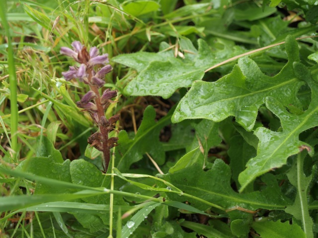 A brown stalk with purple-brown, almost snapdragon-shaped or sage-shaped flowers radiating around it sits amongst lush green broadleaf weeds