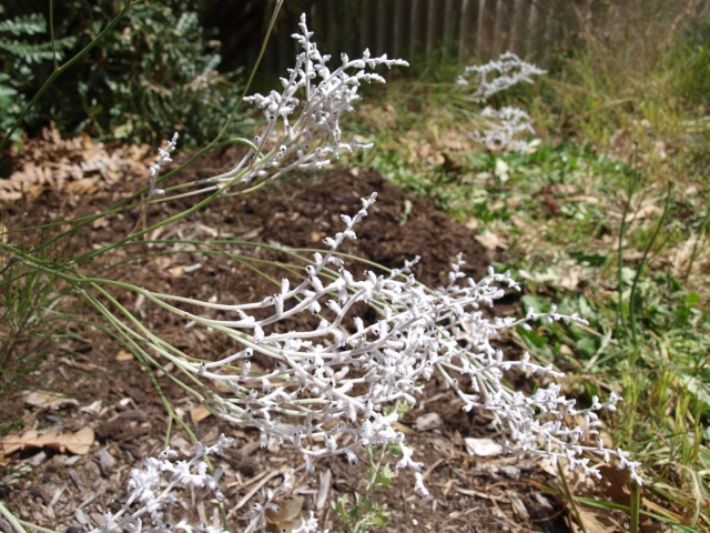 A drift of white fuzzy tiny flowers on equally white fuzzy stems drifts in a bunch from the left, in front of dark brown mulch.