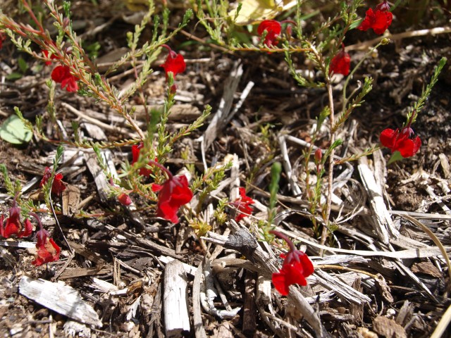 Deep scarlet flowers scattered across tiny mid-green stems with very small spiky leaves. Grey mulch underneath.