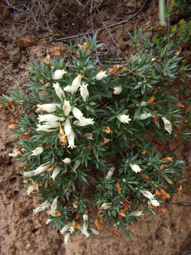 A small bush of densely packed blue-green leaves, with long white tubular flowers scattered over it.