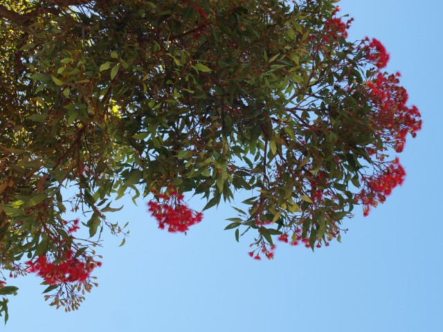Looking up underneath gum branches into the sky. The foliage is thick and dense, not letting much light through. The blossoms are scarlet red, in big cauliflower-like clusters at the ends of branches.