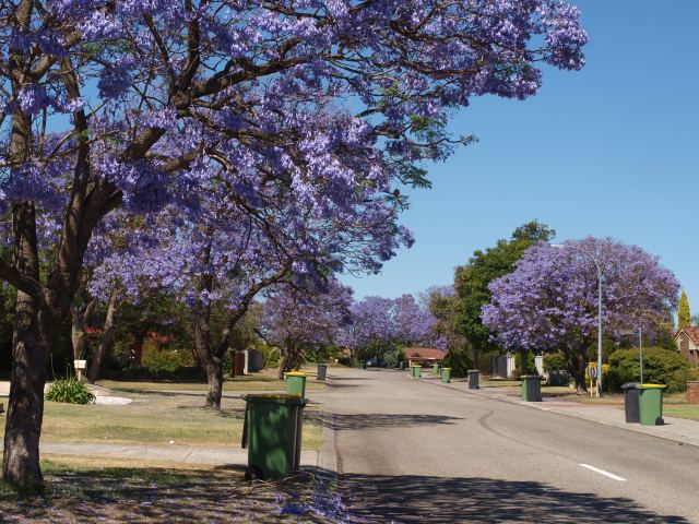 A quiet suburban street comes from behind your right shoulder to the centre middle distance. A purple-flowered jacaranda tree leans over from the left covering the top left quarter of the shot. The street is lined with more jacaranda trees making a double line of purple to a final tree at the dead end of the street.