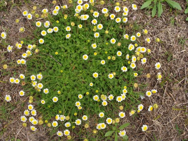 Seen from above, a small matlike plant forms a green circle studded with tiny white-and-yellow daisy flowers.