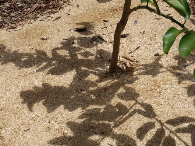 Shadow of a big-leafed tree, radiating out in a five-pointed assymmetric star from the tree's stick-like trunk.