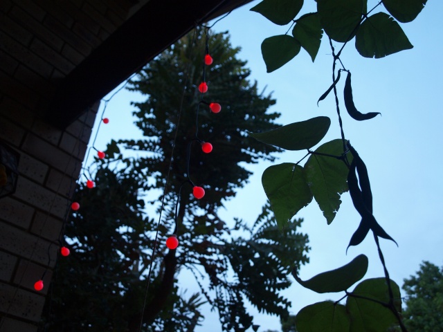 Two strings of red lights hang down in front of a thick cluster of dinosaur-scale-like leaves. To the right a bean vine climbs high and bean pods hang fat and curved against the lighter sky.