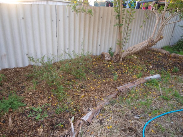 A curving garden bed along a standard backyard fence, about 1.5-2m wide.